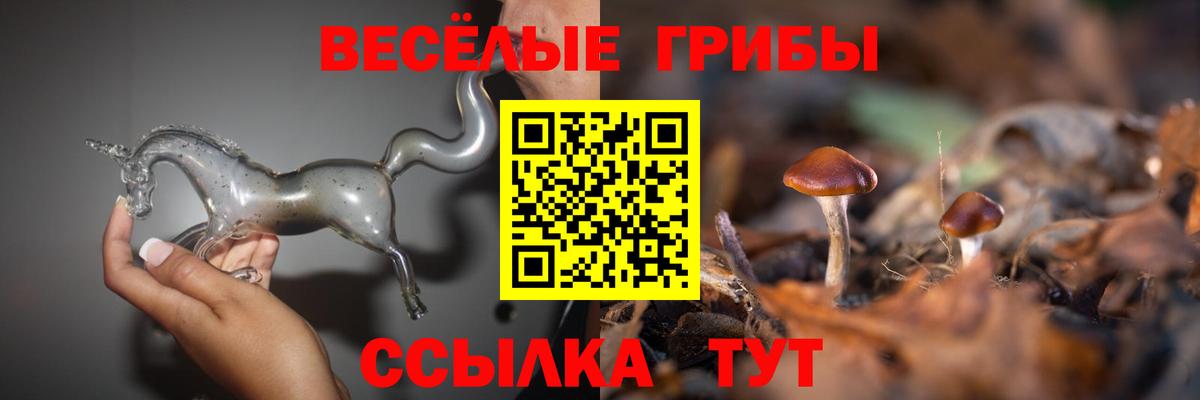 Энгельс  Галлюциногенные грибы Psilocybine cubensis  Вход с VPN 